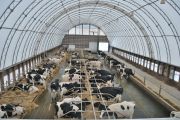 Plenty of airflow and natural light, along with quiet acoustics will help keep your cows productive 